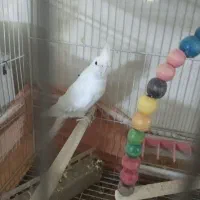 عروس هلندی سرحال نر|پرنده|نیشابور, هفده شهریور|دیوار