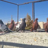 کبوتر رنگی|پرنده|شیراز, شهرک گلستان|دیوار