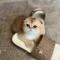 بچه گربه اسکاتیش گلد