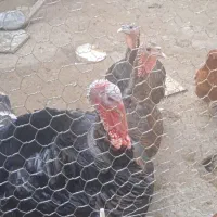 خروس وبوقلمون اورگانیک درشت|حیوانات مزرعه|قائمشهر, |دیوار