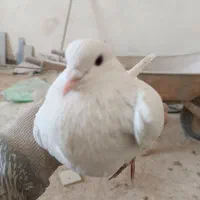 کفتر یا کبوتر|پرنده|قلعه نو, |دیوار