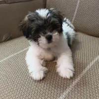سگ شیتزو سوپر فلت.