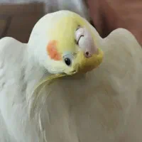 بهترین عروس هلندی ها