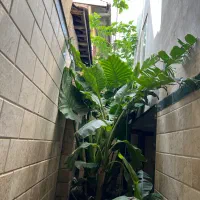 گیاه بابا آدم زیبا