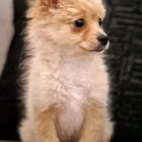 سگ پامرخرسی