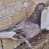 کبوتر|پرنده|سرپل ذهاب, |دیوار