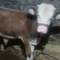 گوساله نر سمینطال|حیوانات مزرعه|سروآباد, |دیوار