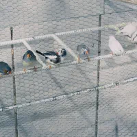 جفت مولد فنچ|پرنده|سیرجان, |دیوار