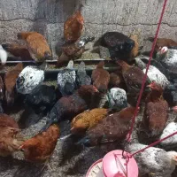 نیمچه فره و خروس