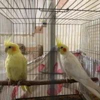 عروس هلندی مولد