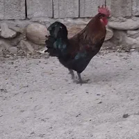 خروس محلی