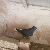 کبوتر پرنده|پرنده|دشتابی, |دیوار