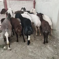 سلام ۹ عدد توقلی ماده زیرقوچی