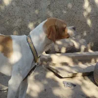 فروش توله سگ انگلیس ماده|سگ|گلی داغ, |دیوار