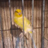 قناری نر رسمی بلند قرص