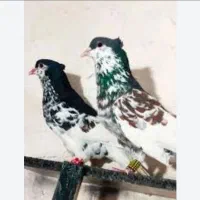 خرید و فروش کبوتر