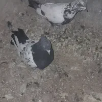 کفتر|پرنده|قائن, |دیوار