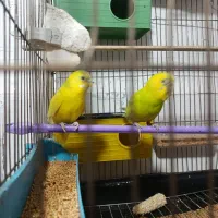 جفت مرغ عشق