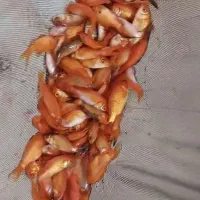 ماهی قرمز عمده وخرده