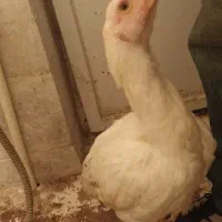 جوجه مرغ لاری