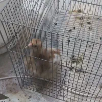 جوجه|حیوانات مزرعه|کرج, کیانمهر|دیوار