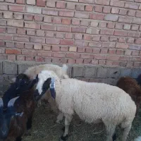 میش جمل زا کلا یه زه داده