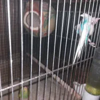 جفت مرغ عشق جوان