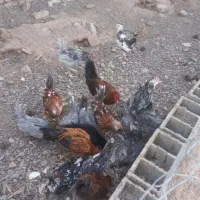 تاقچه گلین