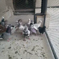13تا کبوترپرشی یکجا 2تومان