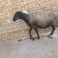 بره نر 60کیلو