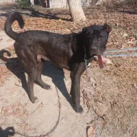 سگ سراب|سگ|چورزق, |دیوار