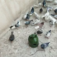 کفتر حسابی سرور،طوقی سرور مهر قیمت مناسب|پرنده|قم, نیروگاه|دیوار