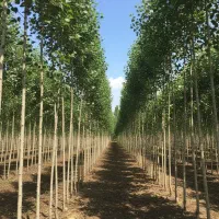 موجودی محدود نهال صنوبـر مرغوب همین حالا سفارش بده|خدمات باغبانی و درختکاری|اصفهان, سیچان|دیوار