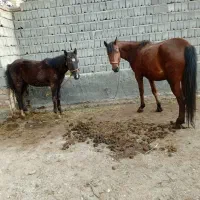 مادیان و کره اسب