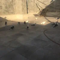 تعداد ۲۰ عدد کفتر رنگی بشرط رنگی ملیونی