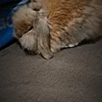 خرگوش|موش و خرگوش|برازجان, |دیوار