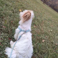 سگ خانگی نژاد ترییِر|سگ|سیلوانه, |دیوار