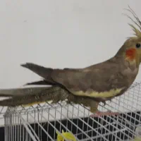 عروس هلندی قیمت ۶۰۰