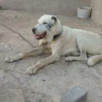 سگ نگهبان خراسانی به شرط