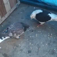 کبوتر|پرنده|گرگان, |دیوار