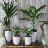 بامبوپتوس سانسوریاهمه قیمت مناسب