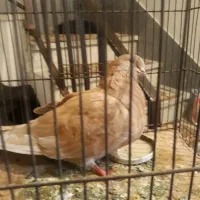 یک عددکبوتر|پرنده|مشکیندشت, |دیوار