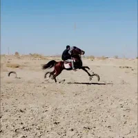 اسب|اسب و تجهیزات اسب‌سواری|اصفهان, حسین‌آباد|دیوار