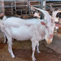 فروش نربز سانن|حیوانات مزرعه|خواف, |دیوار