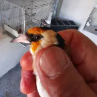 سهره و قناری|پرنده|دماوند, دماوند|دیوار