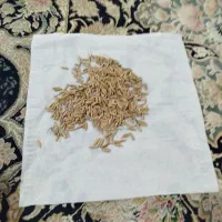 فروش شالی طارم هاشمی