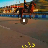 فروش یک اسب شش دانگ