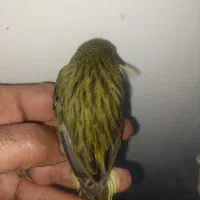 قناری سبز چمنی