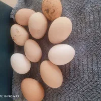 تخم مرغ محلی ارگانیک اصل