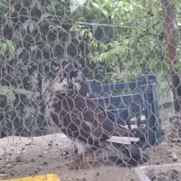 کبوتر نر بالغ